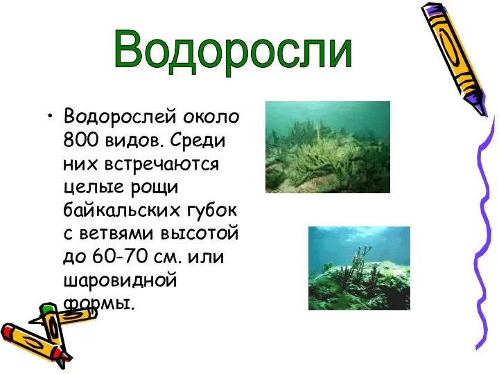 Водорослей около 800 видов. Среди них встречаются целые рощи байкальских губок с