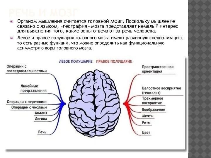 РЕЧЬ И МОЗГ Органом мышления считается головной мозг. Поскольку мышление связано с