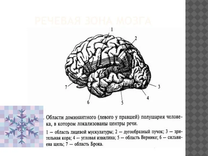 РЕЧЕВАЯ ЗОНА МОЗГА