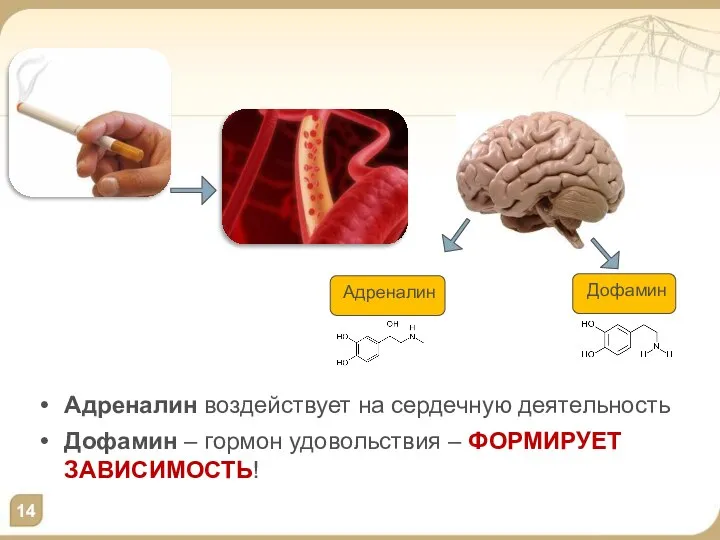 Адреналин воздействует на сердечную деятельность Дофамин – гормон удовольствия – ФОРМИРУЕТ ЗАВИСИМОСТЬ! Адреналин Дофамин