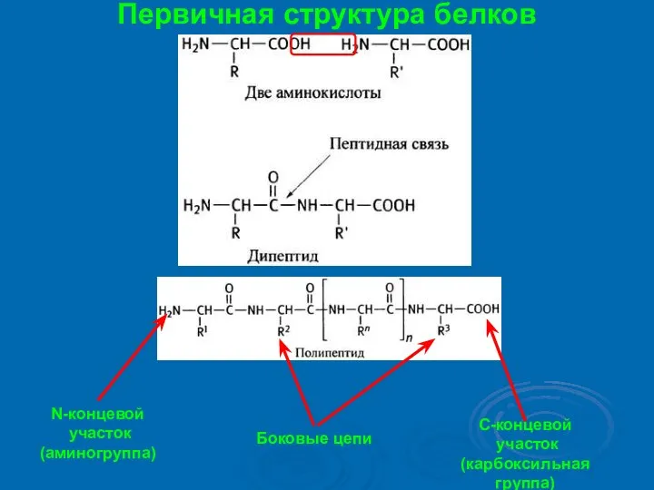 Первичная структура белков N-концевой участок (аминогруппа) С-концевой участок (карбоксильная группа) Боковые цепи