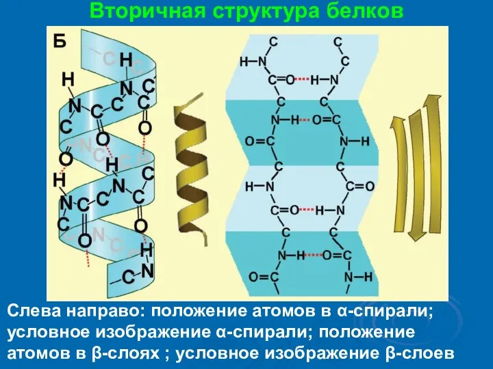 Вторичная структура белков Слева направо: положение атомов в α-спирали; условное изображение α-спирали;