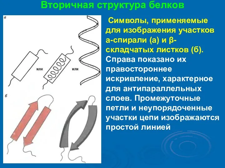 Вторичная структура белков Символы, применяемые для изображения участков а-спирали (а) и β-складчатых