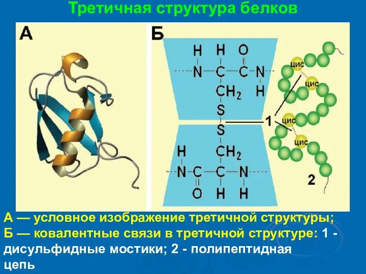 Третичная структура белков А — условное изображение третичной структуры; Б — ковалентные