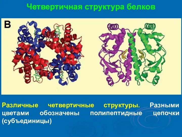 Четвертичная структура белков Различные четвертичные структуры. Разными цветами обозначены полипептидные цепочки (субъединицы)