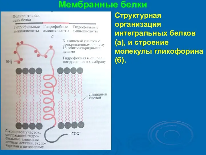 Мембранные белки Структурная организация интегральных белков (а), и строение молекулы гликофорина (б).