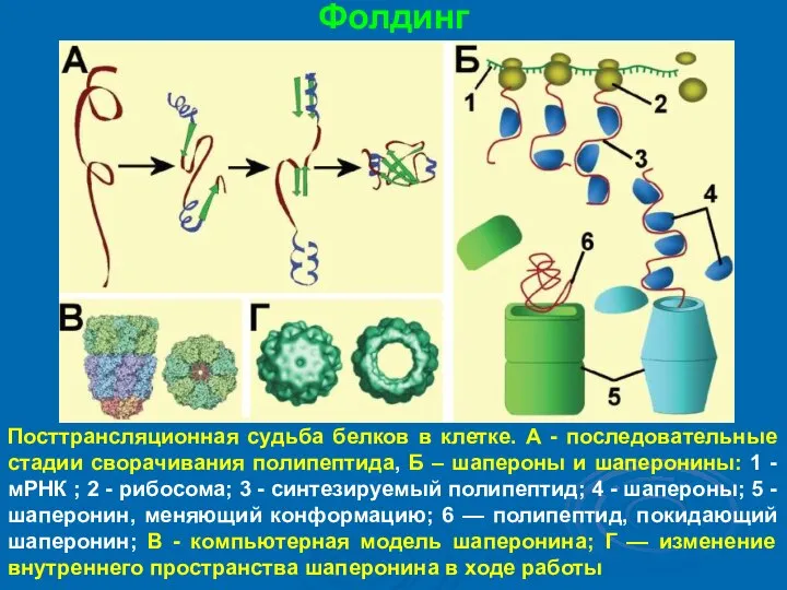 Фолдинг Посттрансляционная судьба белков в клетке. А - последовательные стадии сворачивания полипептида,