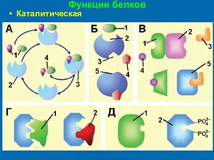 Функции белков Каталитическая