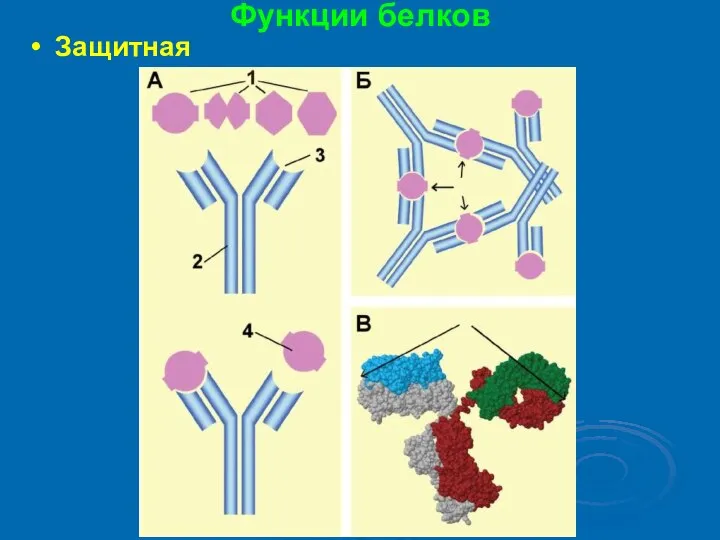 Функции белков Защитная