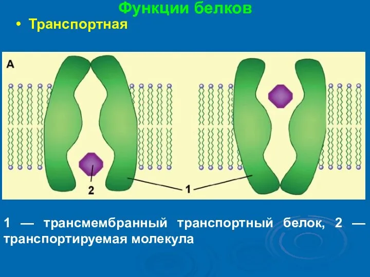 Функции белков Транспортная 1 — трансмембранный транспортный белок, 2 — транспортируемая молекула