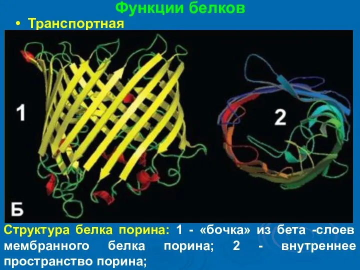 Функции белков Транспортная Структура белка порина: 1 - «бочка» из бета -слоев