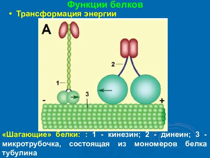 Функции белков Трансформация энергии «Шагающие» белки: : 1 - кинезин; 2 -