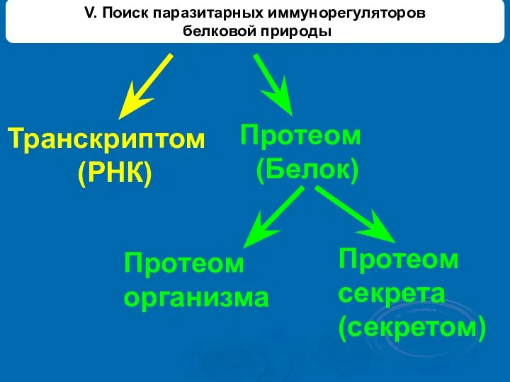 V. Поиск паразитарных иммунорегуляторов белковой природы Транскриптом (РНК) Протеом (Белок) Протеом организма Протеом секрета (секретом)