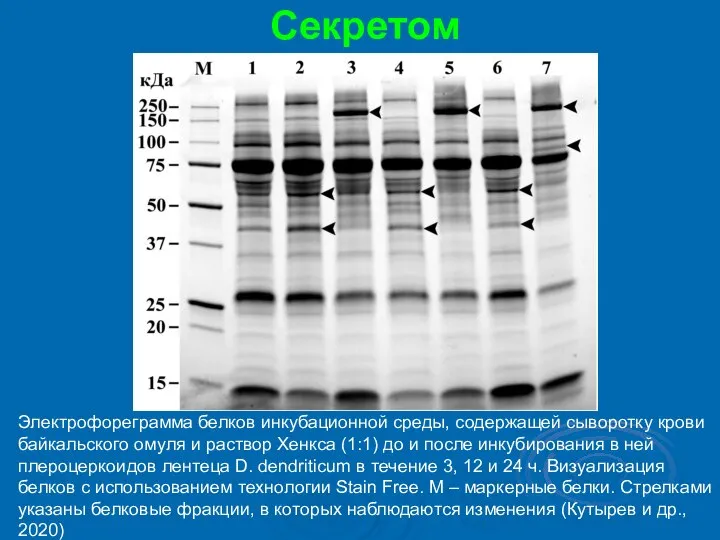 Секретом Электрофореграмма белков инкубационной среды, содержащей сыворотку крови байкальского омуля и раствор