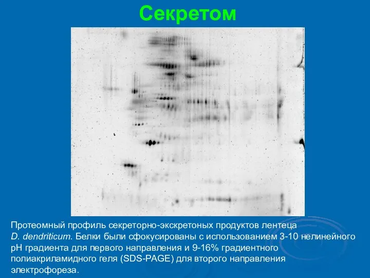 Секретом Протеомный профиль секреторно-экскретоных продуктов лентеца D. dendriticum. Белки были сфокусированы с