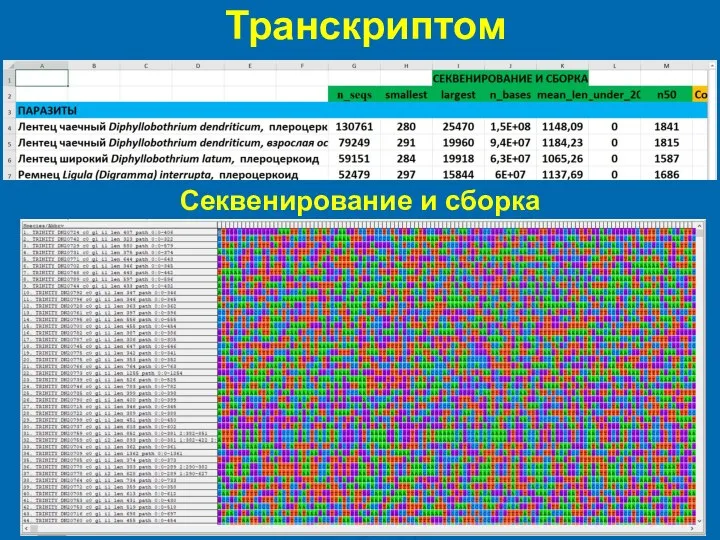 Транскриптом Секвенирование и сборка