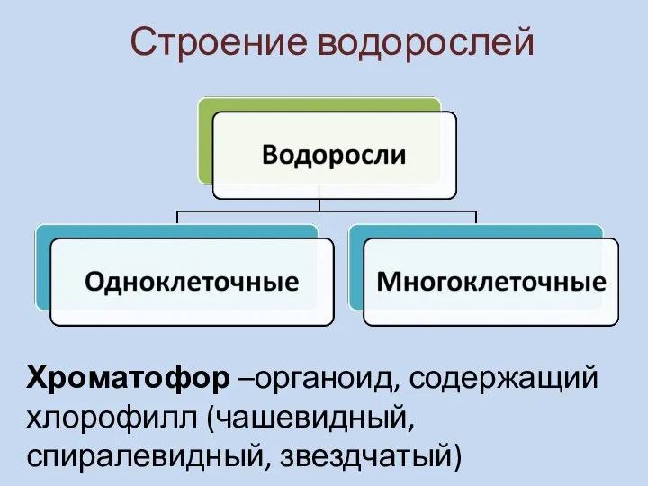 Строение водорослей Хроматофор –органоид, содержащий хлорофилл (чашевидный, спиралевидный, звездчатый)