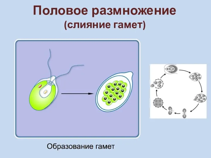 Половое размножение (слияние гамет)