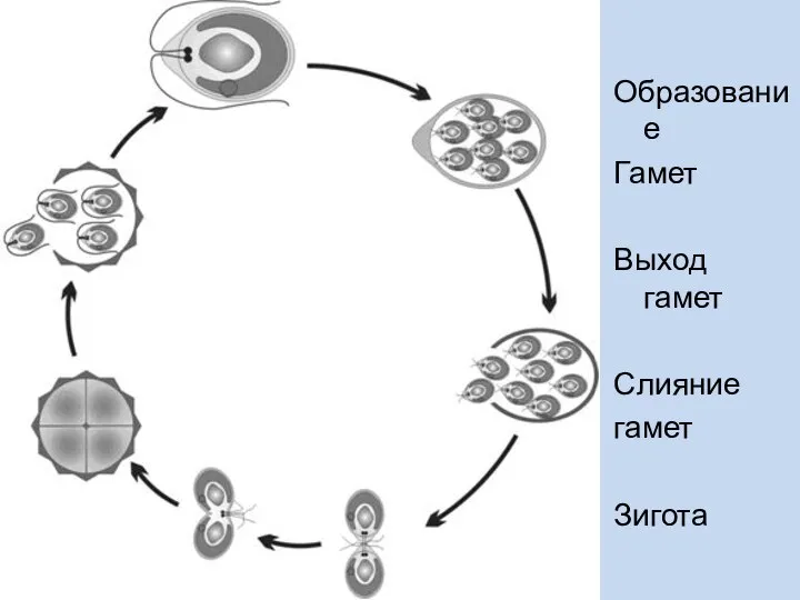 Образование Гамет Выход гамет Слияние гамет Зигота