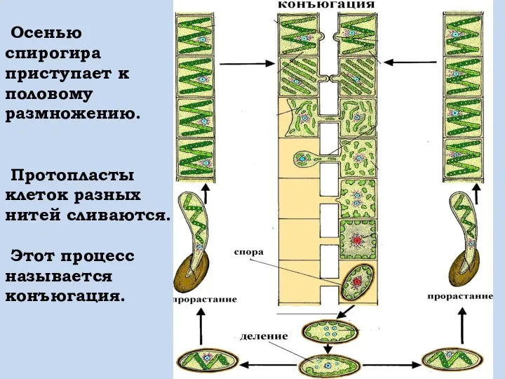 Осенью спирогира приступает к половому размножению. Протопласты клеток разных нитей сливаются. Этот процесс называется конъюгация.