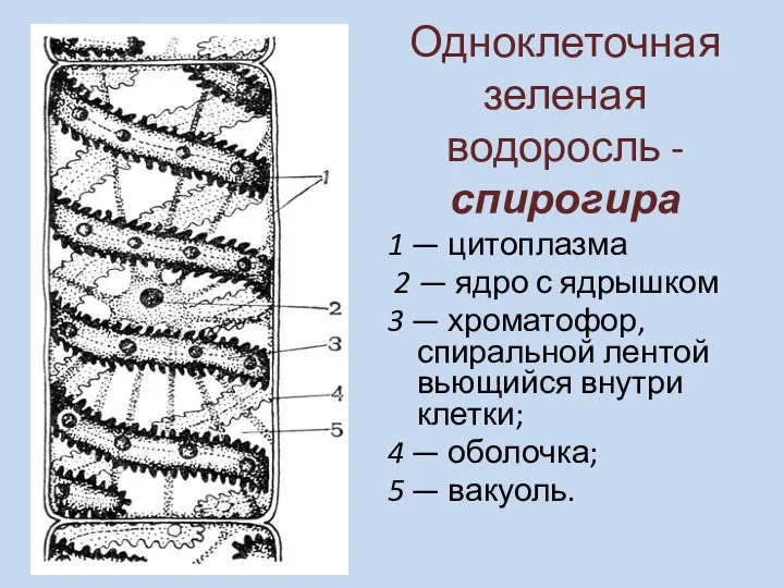 Одноклеточная зеленая водоросль - спирогира 1 — цитоплазма 2 — ядро с