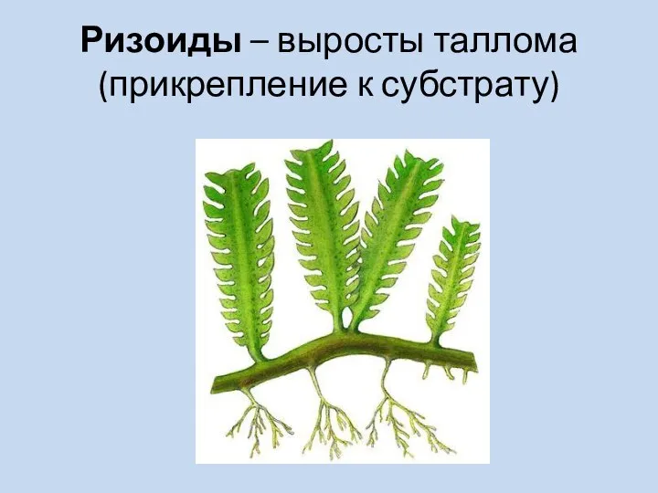 Ризоиды – выросты таллома (прикрепление к субстрату)