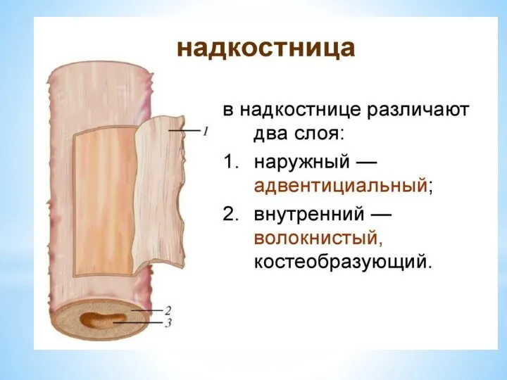 Анатомическое строение кости