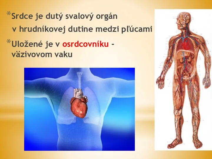 Srdce je dutý svalový orgán v hrudníkovej dutine medzi pľúcami Uložené je