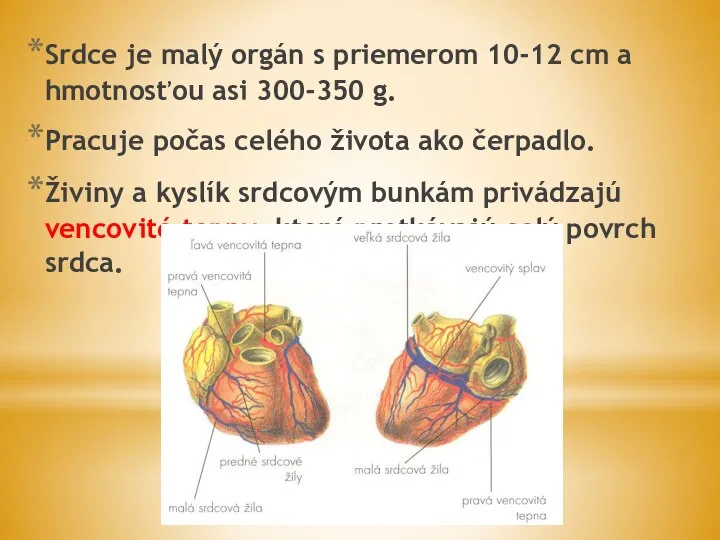 Srdce je malý orgán s priemerom 10-12 cm a hmotnosťou asi 300-350