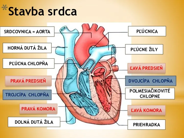 Stavba srdca PĽÚCNICA SRDCOVNICA = AORTA PRIEHRADKA ĽAVÁ KOMORA POLMESIAČIKOVITÉ CHLOPNE ĽAVÁ