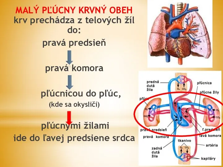 MALÝ PĽÚCNY KRVNÝ OBEH krv prechádza z telových žíl do: pravá predsieň