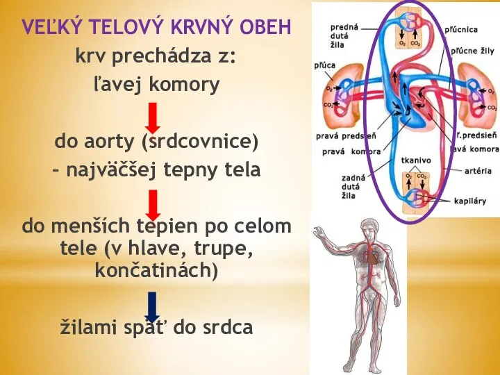 VEĽKÝ TELOVÝ KRVNÝ OBEH krv prechádza z: ľavej komory do aorty (srdcovnice)