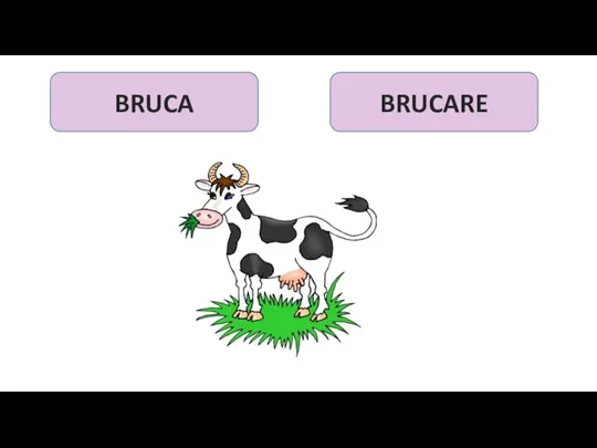 BRUCA BRUCARE