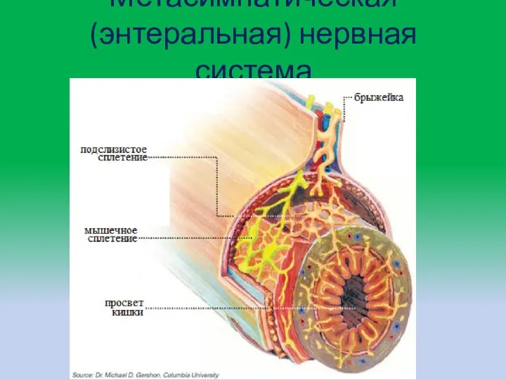 Метасимпатическая (энтеральная) нервная система