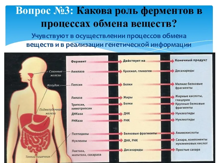 Учувствуют в осуществлении процессов обмена веществ и в реализации генетической информации Вопрос