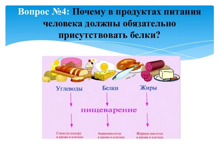 Вопрос №4: Почему в продуктах питания человека должны обязательно присутствовать белки?