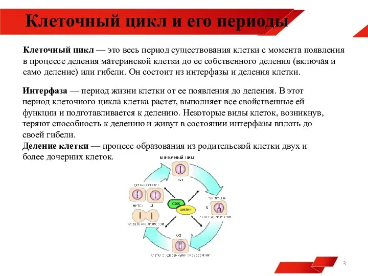 Клеточный цикл и его периоды Клеточный цикл — это весь период существования