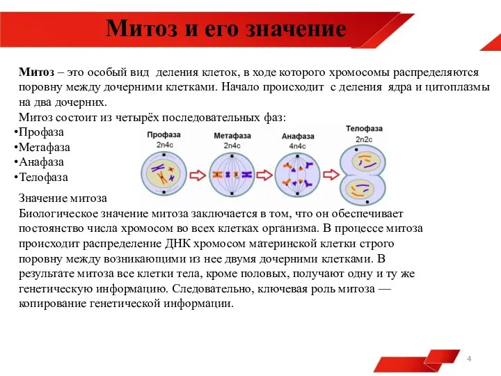 Митоз и его значение Митоз – это особый вид деления клеток, в