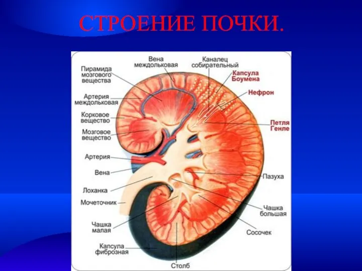 СТРОЕНИЕ ПОЧКИ.