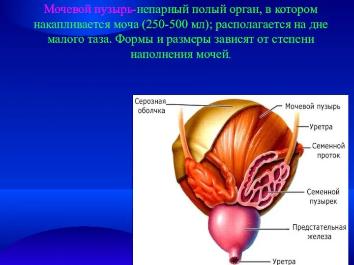 Мочевой пузырь-непарный полый орган, в котором накапливается моча (250-500 мл); располагается на