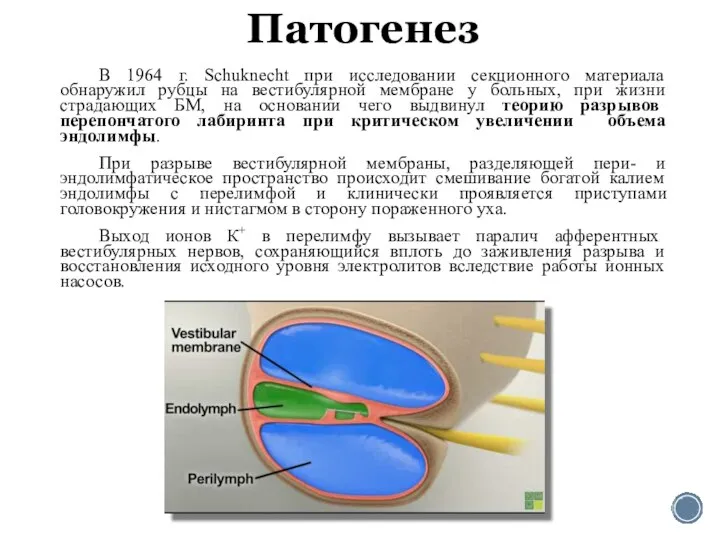 Патогенез В 1964 г. Schuknecht при исследовании секционного материала обнаружил рубцы на