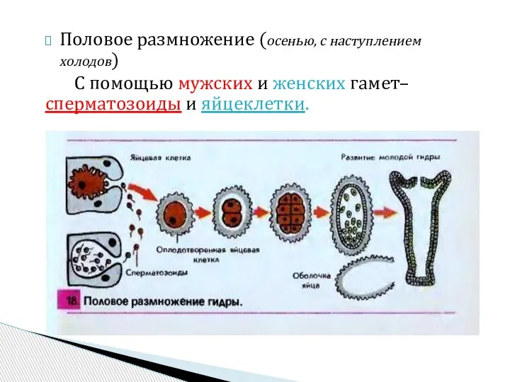 Половое размножение (осенью, с наступлением холодов) С помощью мужских и женских гамет– сперматозоиды и яйцеклетки.