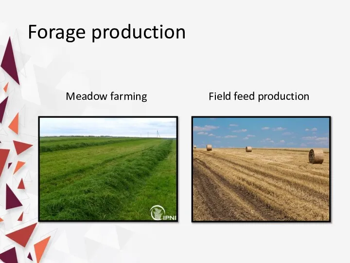 Forage production Meadow farming Field feed production