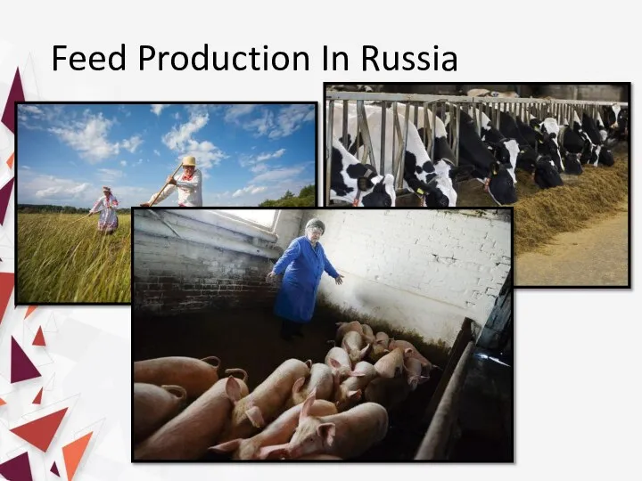 Feed Production In Russia