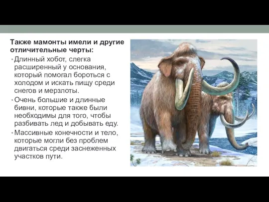 Также мамонты имели и другие отличительные черты: Длинный хобот, слегка расширенный у