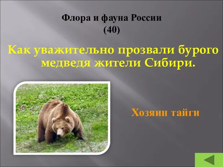 Флора и фауна России (40) Как уважительно прозвали бурого медведя жители Сибири. Хозяин тайги