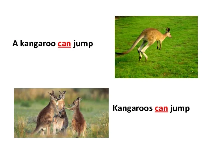 A kangaroo can jump Kangaroos can jump