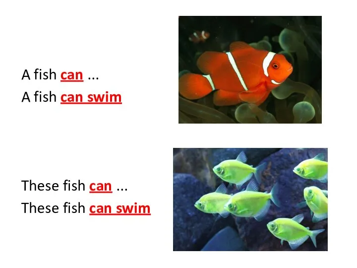 A fish can ... A fish can swim These fish can ... These fish can swim