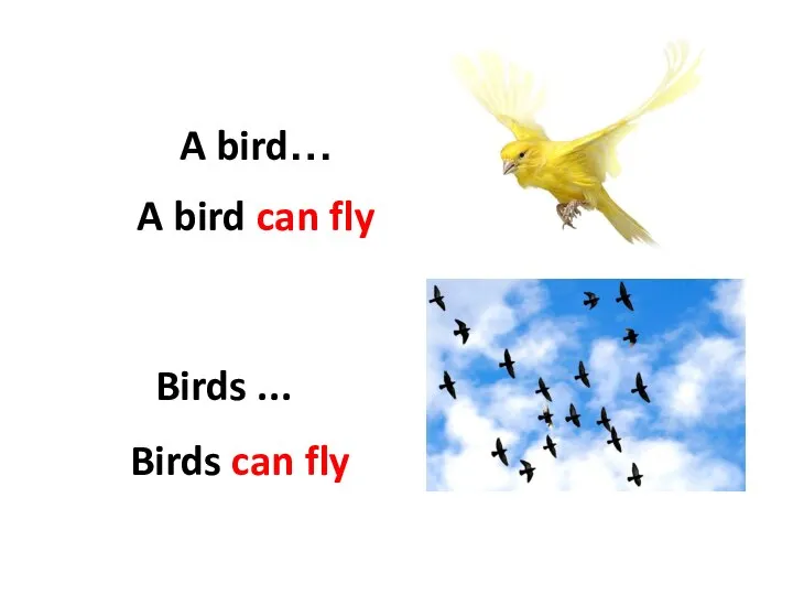 A bird… Birds ... A bird can fly Birds can fly