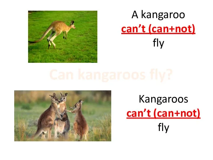 A kangaroo can’t (can+not) fly Kangaroos can’t (can+not) fly Can kangaroos fly?